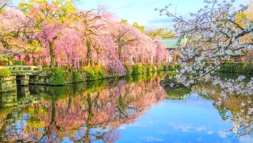<Web割対象商品>【キングツアーバス旅】富士を望む大吊橋と三嶋大社「桜のトンネル」 金目鯛御膳&いちご狩り〔明大前・新宿発〕1